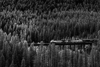 Train on Treetops Train on Treetops