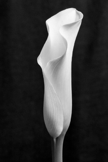 Calla Lily Grace (2) Calla Lily Grace (2)