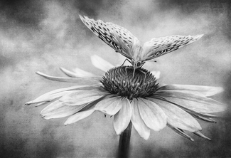 Nana's Garden Nana's Garden