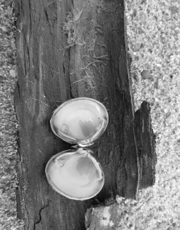 Shell and Bark Shell and Bark