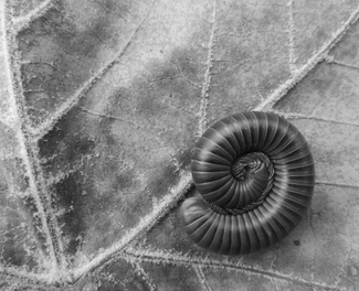 Coil Coil