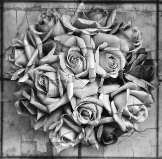 Gray Roses