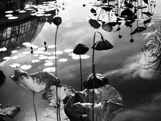 Aquatic Twilight  Aquatic Twilight