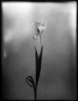 Heart of Glass Heart of Glass