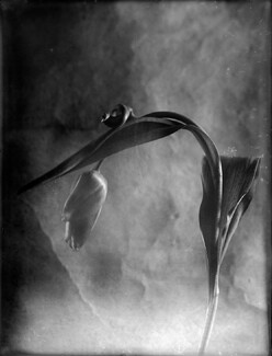Adagio   Adagio