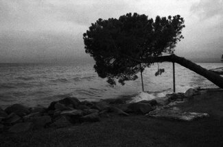 The Tree and the Lake The Tree and the Lake