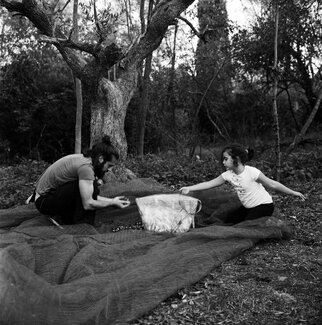 The Olive Harvest The Olive Harvest