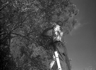 The Olive Harvest The Olive Harvest