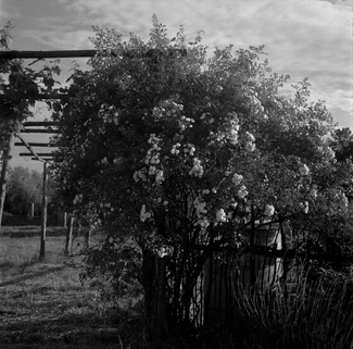 The Rose The Rose