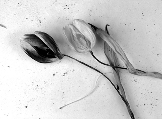 song of loneliness 2 song of loneliness 2