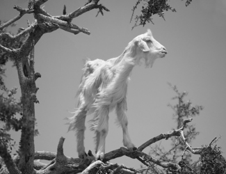 Goat in argan tree