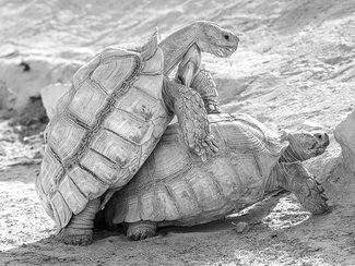 Centrochelys sulcata mating Centrochelys sulcata mating