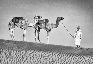 Man with Two Camels Man with Two Camels