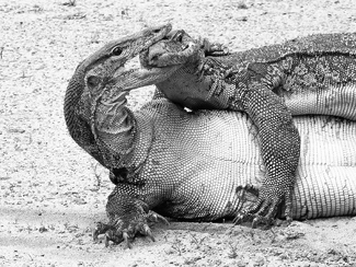 Monitor Lizards Fighting Monitor Lizards Fighting