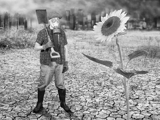 The Last Sunflower The Last Sunflower