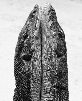 Two Lizards Two Lizards