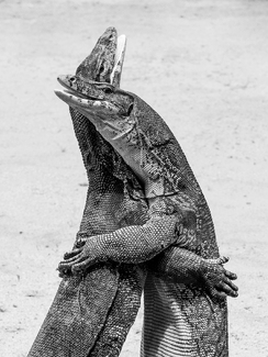 Monitor Lizards in Combat Monitor Lizards in Combat