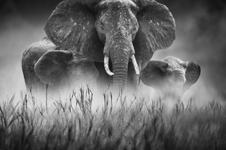 Family Gathering Family Gathering