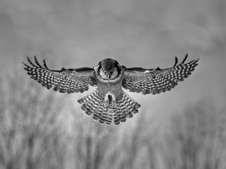 Northern Hawk Owl Northern Hawk Owl