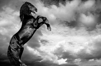 Frysian horse Frysian horse