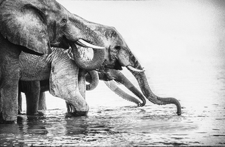 Elephant drinking at early morning fogy light. Elephant drinking at early morning fogy light.