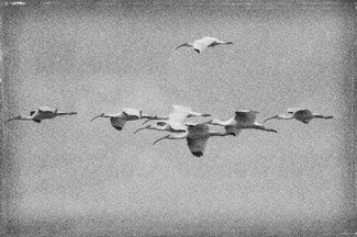 Free Thinker Free Thinker