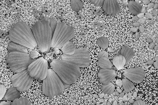 Flower Ornament 1 Flower Ornament 1