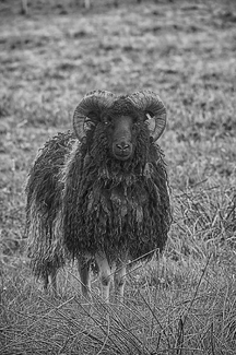 Strong Character Strong Character