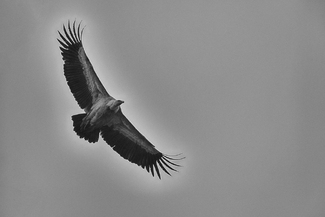 Flying Vulture Flying Vulture