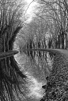 Tree tunnel Tree tunnel