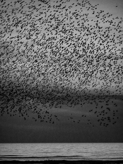 Murmurations Murmurations
