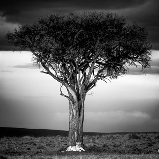 Guardian of a tree Guardian of a tree