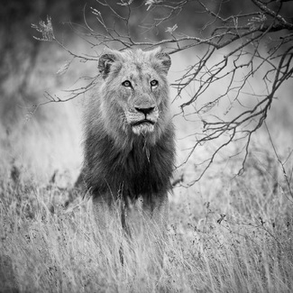 l-Where have all the flowers gone? l-Where have all the flowers gone?