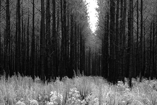Pine Tree Cathedral Pine Tree Cathedral