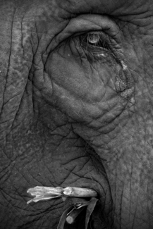 Elephant's Blind Eye