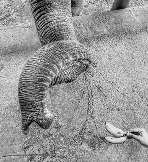 Have a banana Have a banana