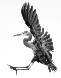 Heron Landing