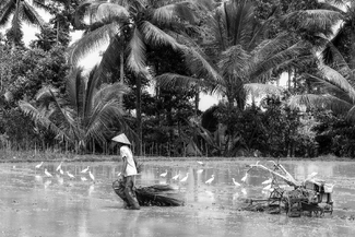 Ploughing the Ricefields Ploughing the Ricefields