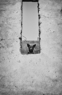 Wise Observer Wise Observer