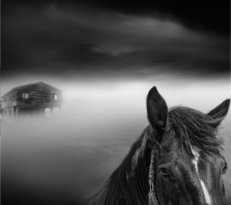 horse in the mist