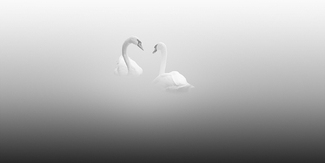 swans lake swans lake