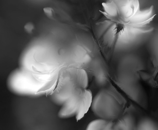 An Enchantment by Moonlight An Enchantment by Moonlight