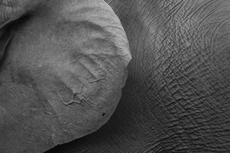 Loxodonta Africana Loxodonta Africana