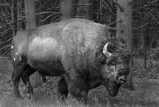 Buffalo Roams Alone