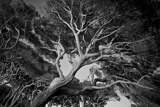 Carved by the Wind Carved by the Wind