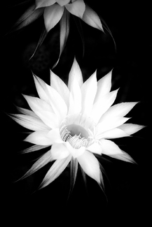 CACTUS FLOWER CACTUS FLOWER