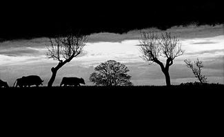 Countryside towards evening Countryside towards evening