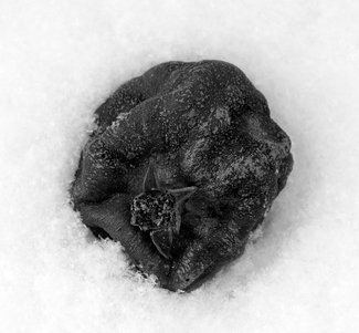 back to nature back to nature