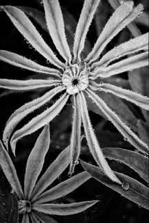 Parrish Lupine Parrish Lupine