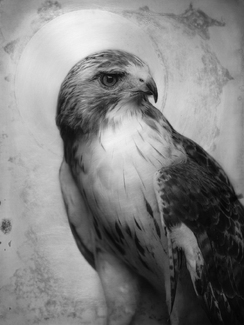 Red Tail Hawk Red Tail Hawk